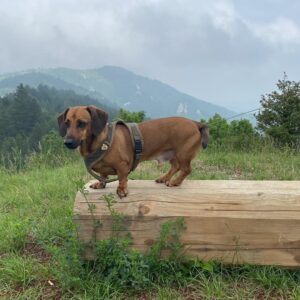 Dackel Franze auf einem Holzstamm in den Alpen mit Berglandschaft im Hintergrund