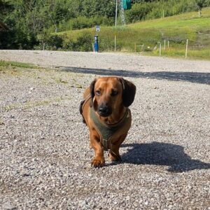 Dackel Franze läuft auf einem Schotterweg in den Alpen bei Sonnenschein